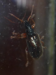 Phyllobius oblongus