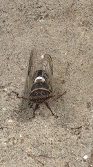 Diceroprocta cinctifera