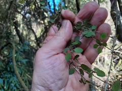 Coprosma rubra