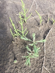 Salicornia rubra