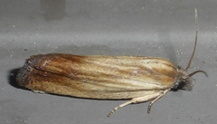 Eucosma umbrastriana