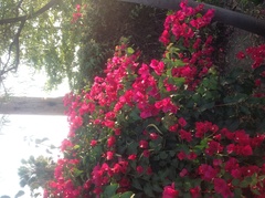 Bougainvillea