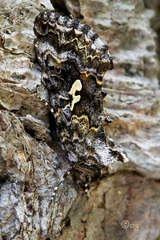 Syngrapha alias