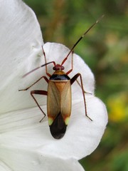 Adelphocoris vandalicus