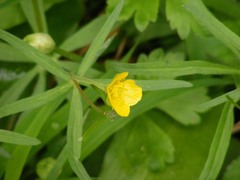 Ranunculus lingua