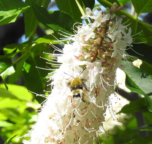 iNaturalist observation photo of Rocky Mountain Clearwing