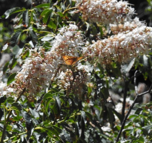 iNaturalist observation photo of Coronis Fritillary