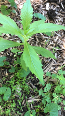 Erechtites hieraciifolius