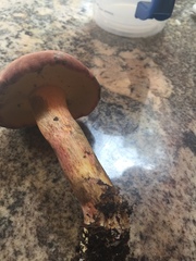 Baorangia