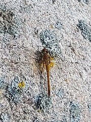 Sympetrum sanguineum