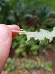 Ophraella communa