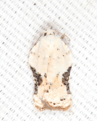 Acleris subnivana