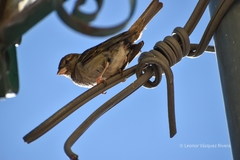 Passer domesticus