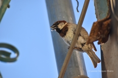 Passer domesticus