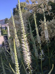 Veronicastrum