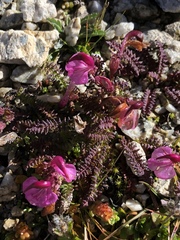 Pedicularis kerneri