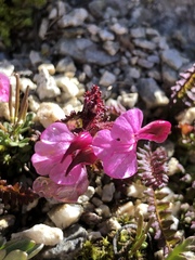 Pedicularis kerneri