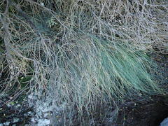 Poa astonii