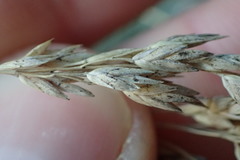 Poa astonii