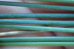 Poa astonii