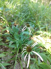 Echinacea laevigata