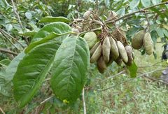 Dalbergia heudelotii