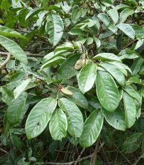 Dalbergia heudelotii