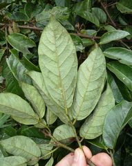 Dalbergia heudelotii