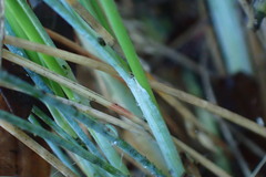 Poa astonii