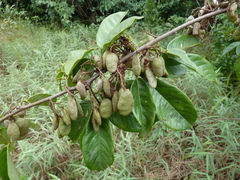 Dalbergia heudelotii