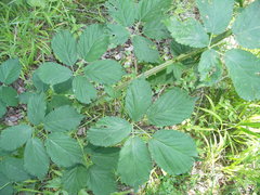 Rubus constrictus