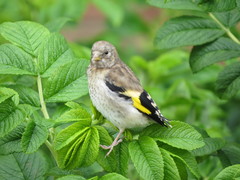 Carduelis carduelis