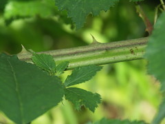 Rubus constrictus