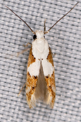 Mompha circumscriptella