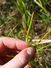 Carex viridula