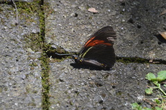 Pereute charops charops