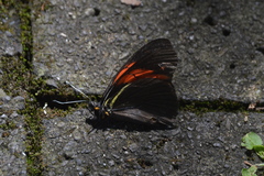 Pereute charops charops