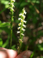 Spiranthes lucida