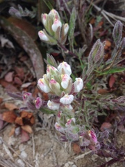 Chloropyron maritimum maritimum