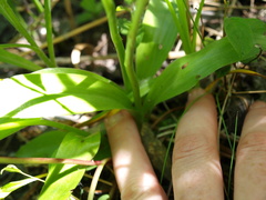 Spiranthes lucida