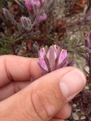 Chloropyron maritimum maritimum