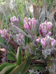Chloropyron maritimum maritimum