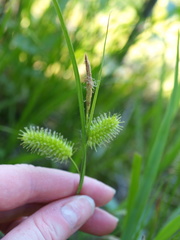 Carex lurida