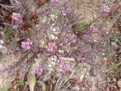 Chloropyron maritimum maritimum