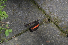 Pereute charops charops