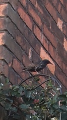 Sturnus vulgaris