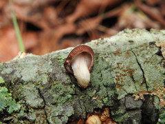 Lentinula