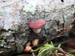 Lentinula
