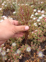 Amblyopappus pusillus
