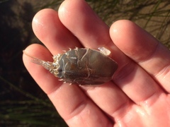 Blepharipoda occidentalis